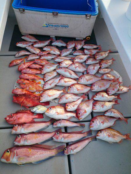 エンペラー 釣果