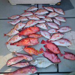 エンペラー 釣果