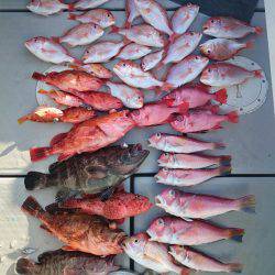 エンペラー 釣果