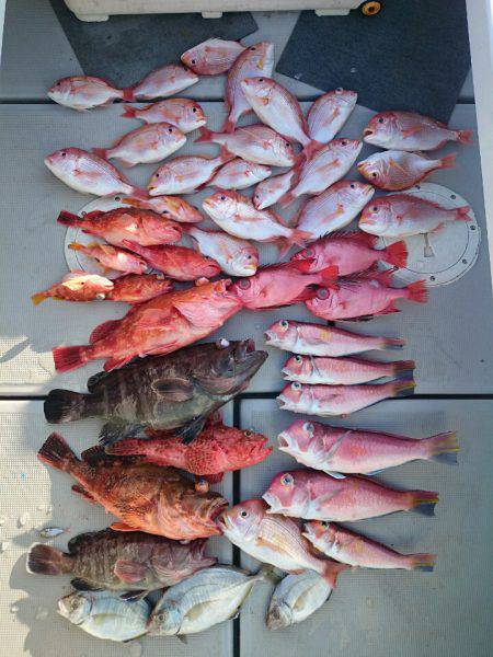 エンペラー 釣果