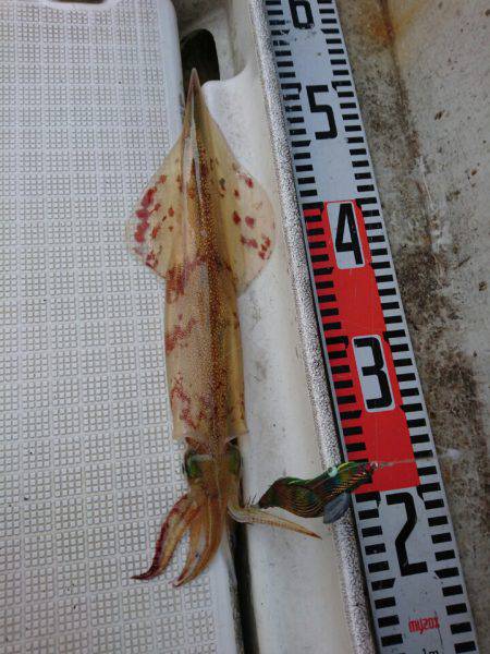 ARCADIAⅡ (アルカディアⅡ) 釣果