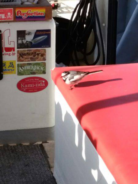 ありもと丸 釣果