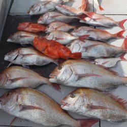 ブルースフィッシングサービス 釣果