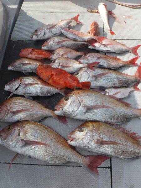 ブルースフィッシングサービス 釣果