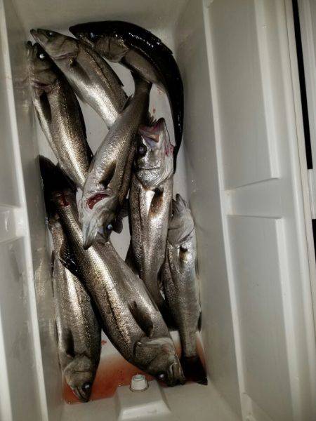 海龍丸(島根) 釣果