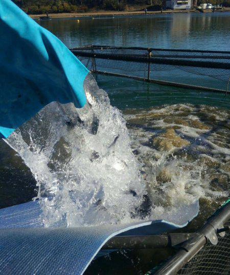 加賀フィッシングエリア 釣果