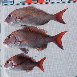 遊漁船 家入 釣果