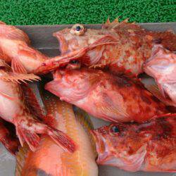 遊漁船 家入 釣果