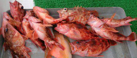 遊漁船 家入 釣果