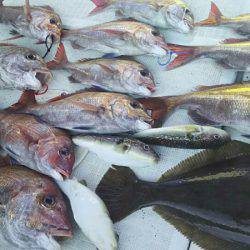 タイラバ遊漁船 ワンピース 釣果