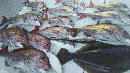 タイラバ遊漁船 ワンピース 釣果