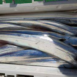 金沢八景鴨下丸 釣果