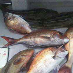 タイラバ遊漁船 ワンピース 釣果