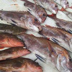 タイラバ遊漁船 ワンピース 釣果