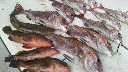 タイラバ遊漁船 ワンピース 釣果