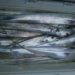 サンマリン 釣果