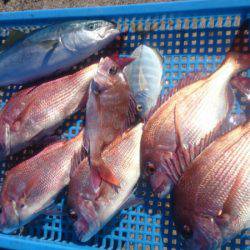 第三共栄丸 釣果