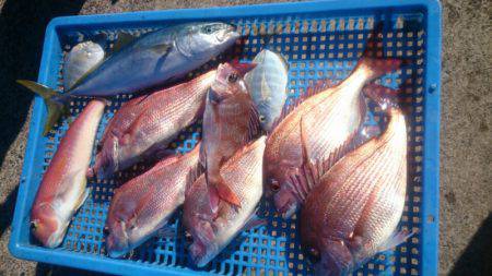 第三共栄丸 釣果