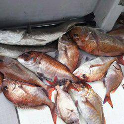 タイラバ遊漁船 ワンピース 釣果