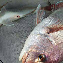 タイラバ遊漁船 ワンピース 釣果