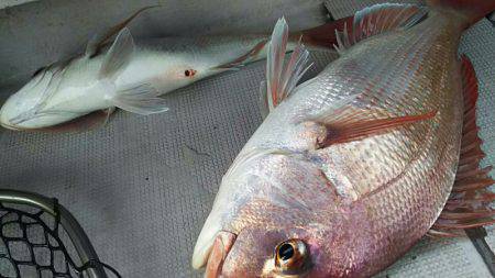 タイラバ遊漁船 ワンピース 釣果