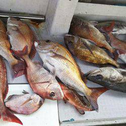 タイラバ遊漁船 ワンピース 釣果