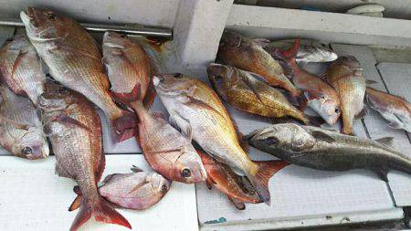 タイラバ遊漁船 ワンピース 釣果