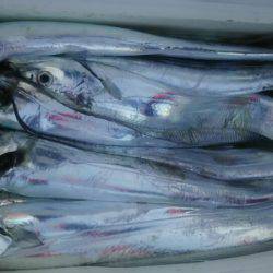 サンマリン 釣果