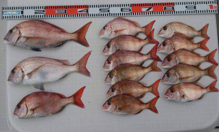 遊漁船 家入 釣果