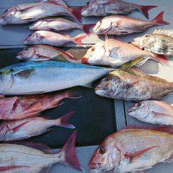 ブルースフィッシングサービス 釣果