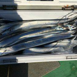 金沢八景鴨下丸 釣果