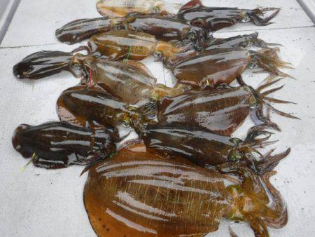 ブルースフィッシングサービス 釣果