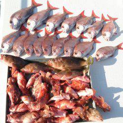 遊漁船　家入 釣果