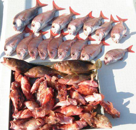 遊漁船　家入 釣果