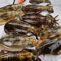 ブルースフィッシングサービス 釣果