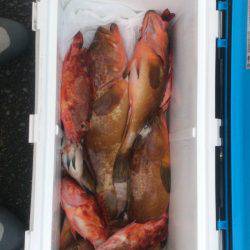 海季丸（みきまる） 釣果