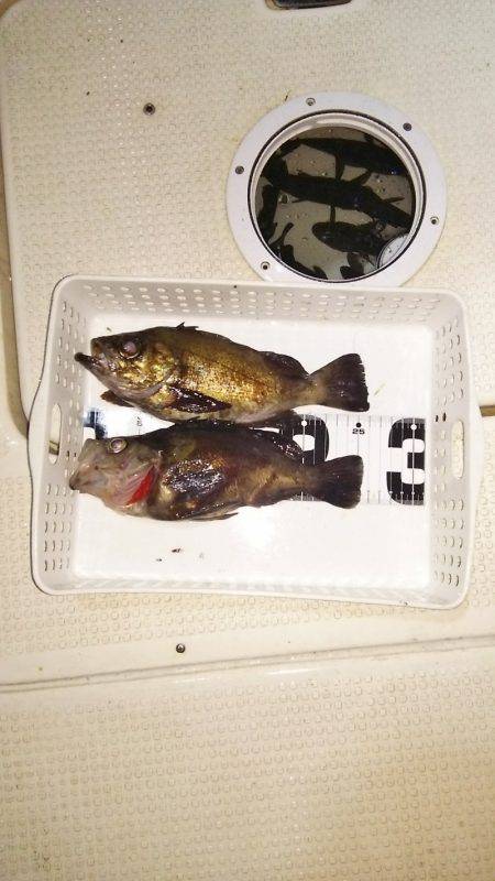 マリンガイド福丸 釣果