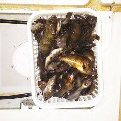 マリンガイド福丸 釣果