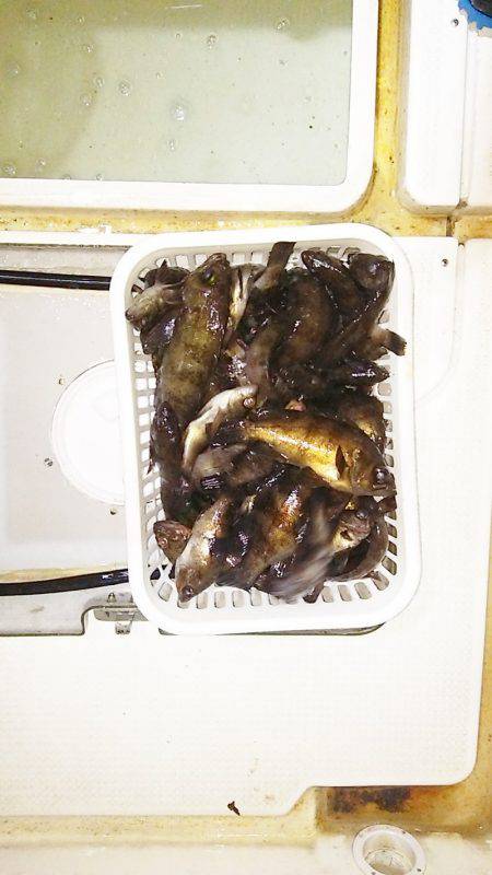 マリンガイド福丸 釣果