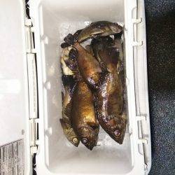 マリンガイド福丸 釣果