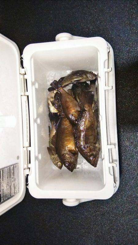 マリンガイド福丸 釣果