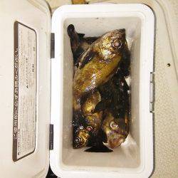 マリンガイド福丸 釣果