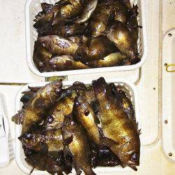 マリンガイド福丸 釣果