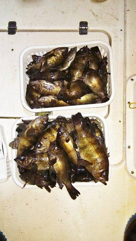 マリンガイド福丸 釣果