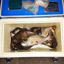 マリンガイド福丸 釣果