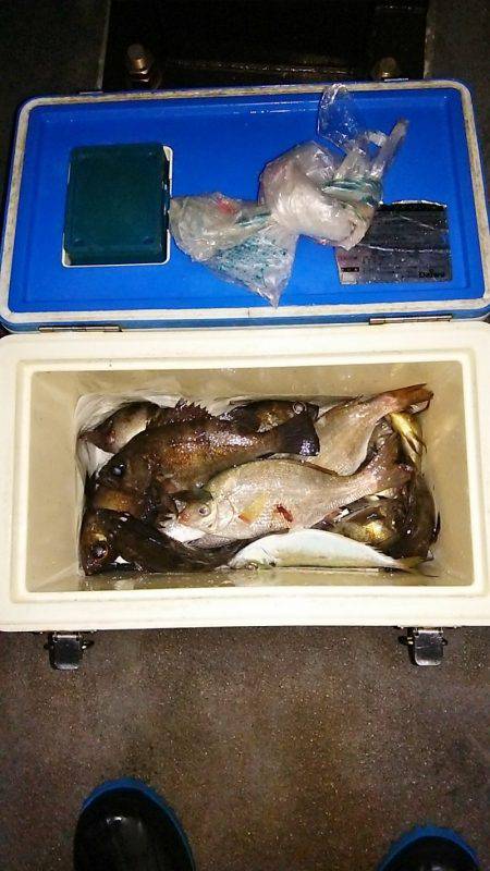 マリンガイド福丸 釣果