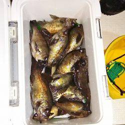 マリンガイド福丸 釣果