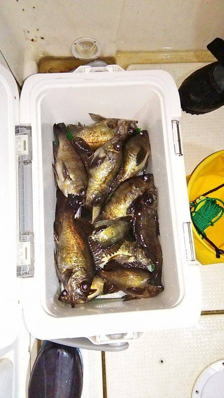 マリンガイド福丸 釣果