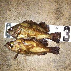 マリンガイド福丸 釣果