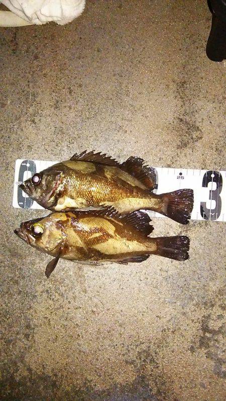 マリンガイド福丸 釣果